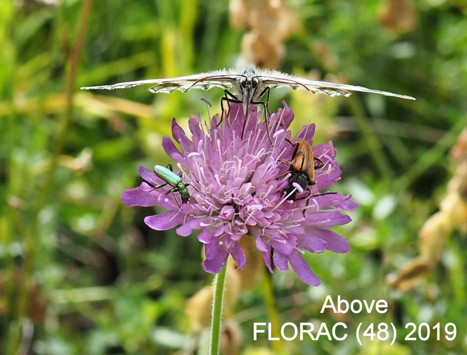 Scabious, Field